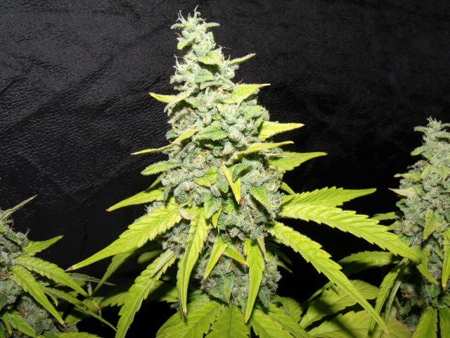 Ogk2 143