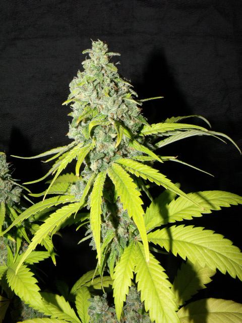 Ogk2 145