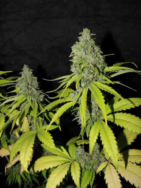 Ogk2 146