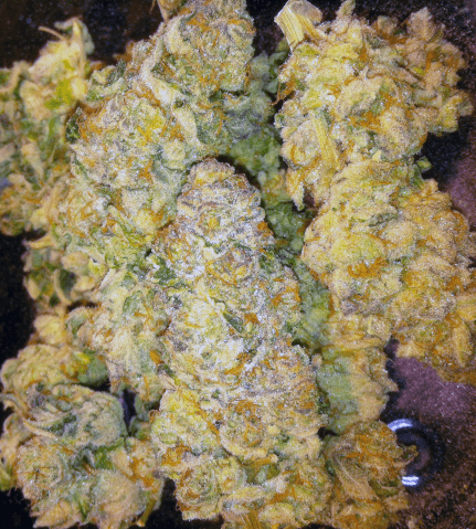OGKB PLATCOOKIE