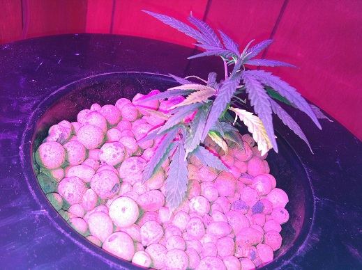 OGKush
