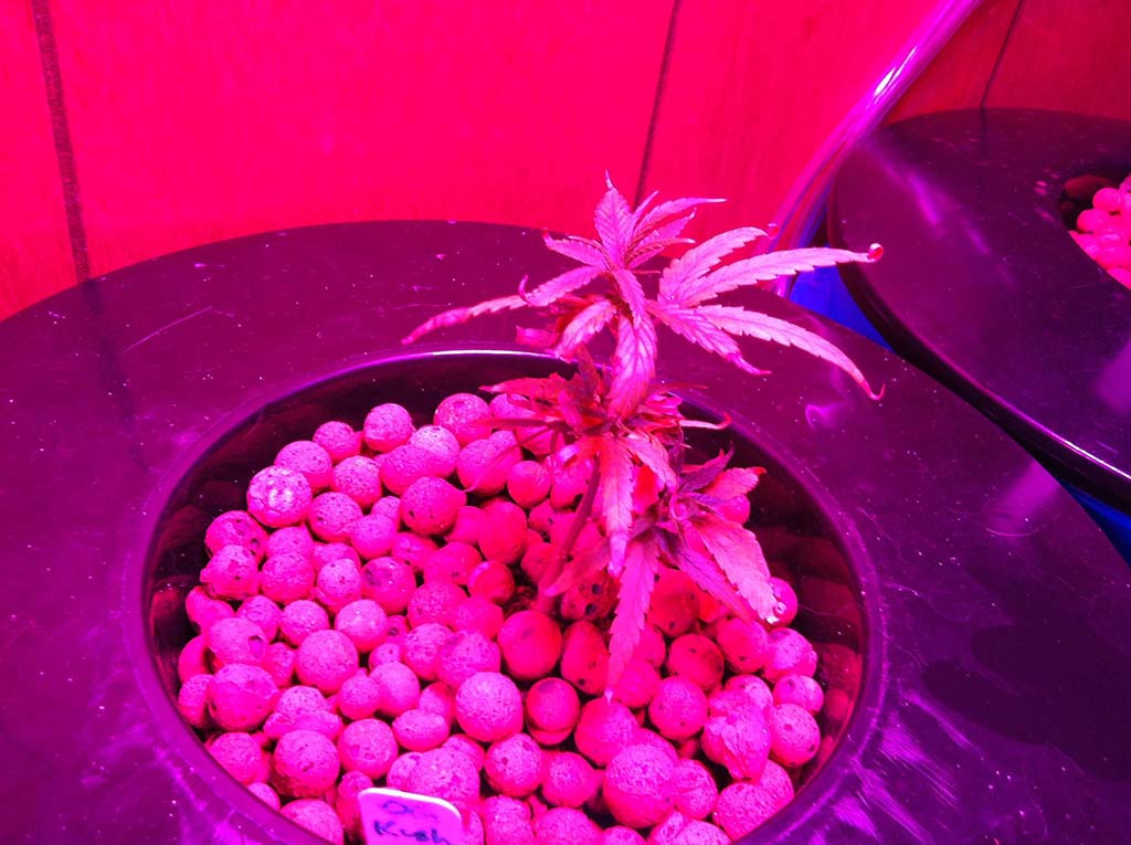 Ogkush