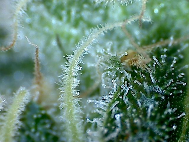 Oglarry x blue moonshine2