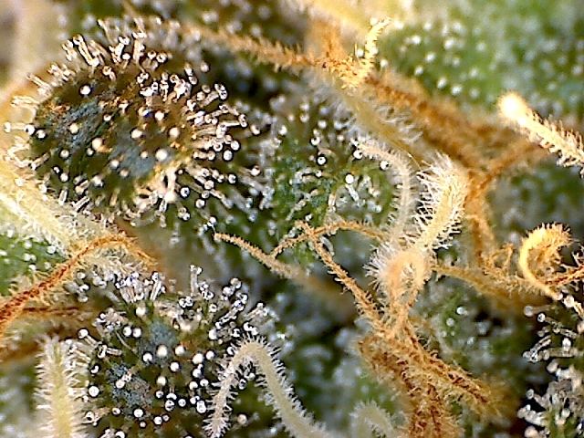 Oglarry x blue moonshine3