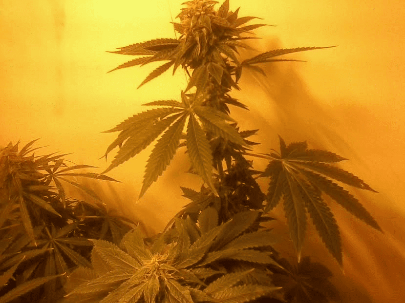 OGMonkeyWreck5wkssk