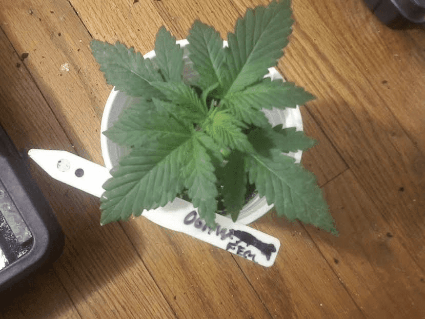 OGMonkeyWreckfem1126