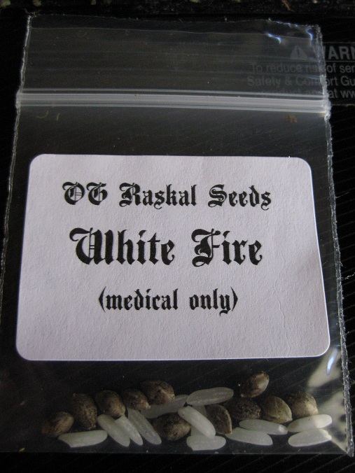OGR white fire seed pack