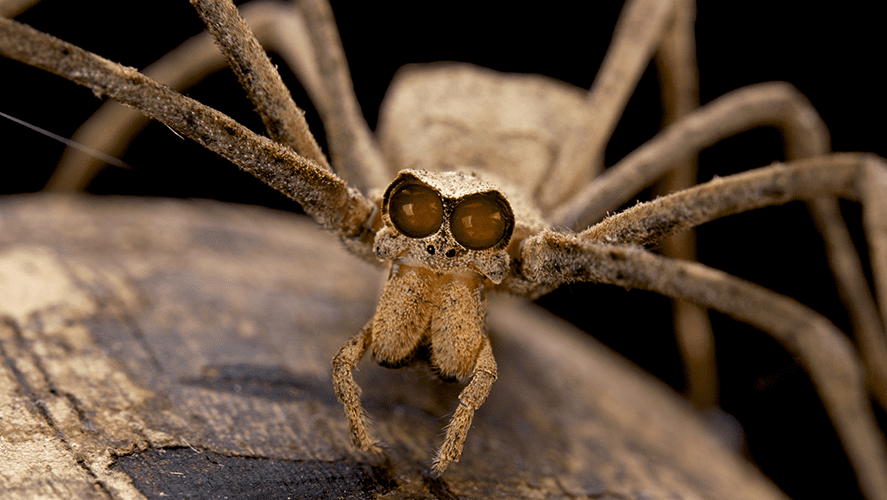 Ogre Faced Spider