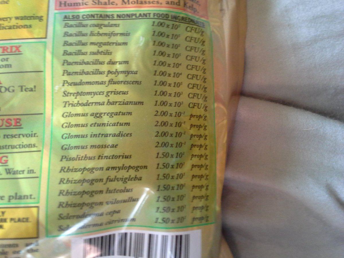 Ogtea