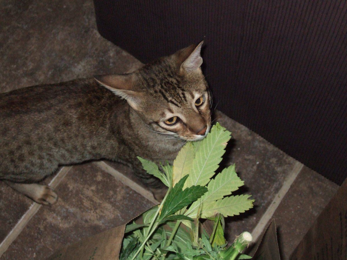 Oh Daddy please grow more of this wonderful catnip