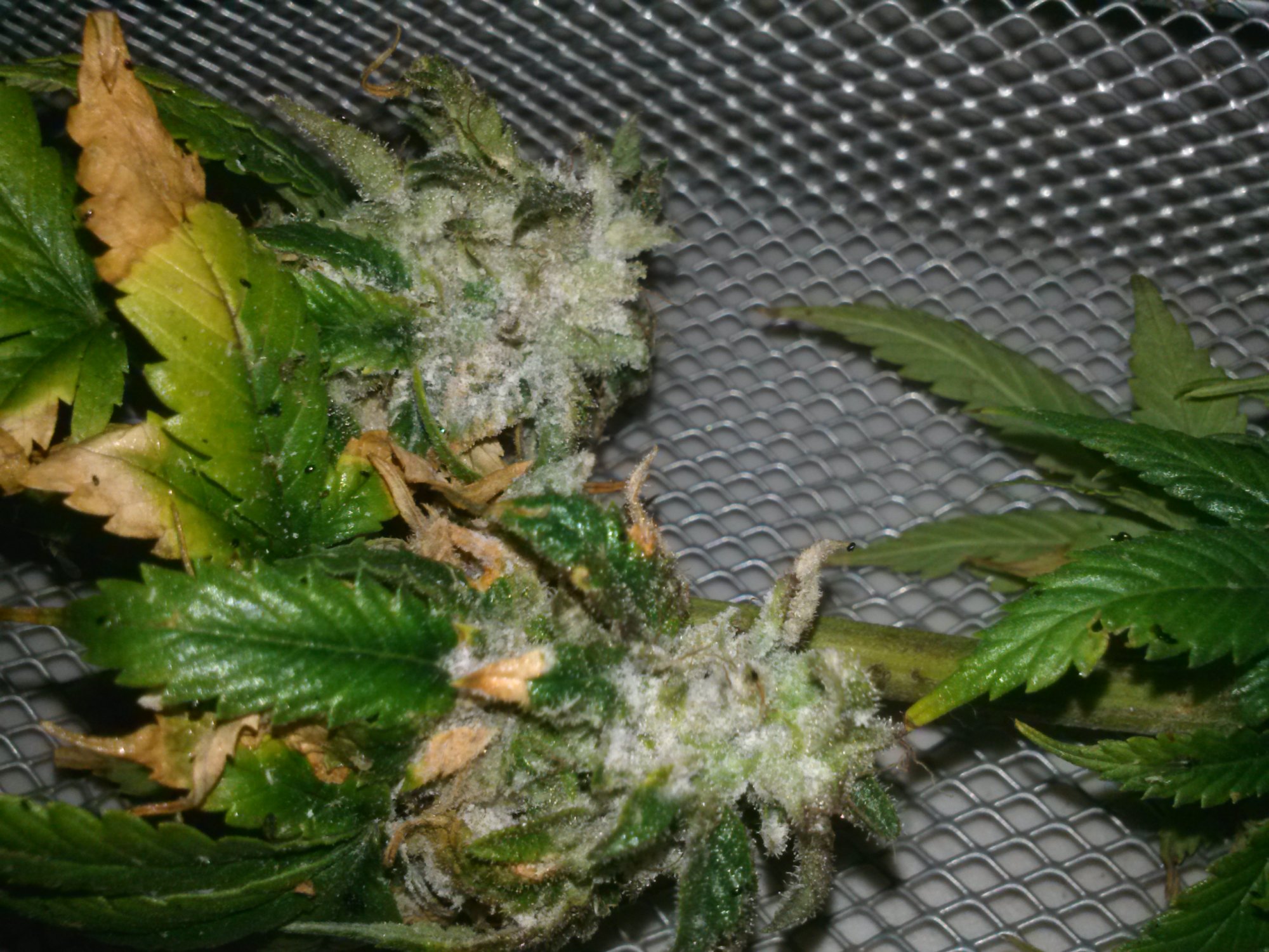 Oh no botrytis damage control 10