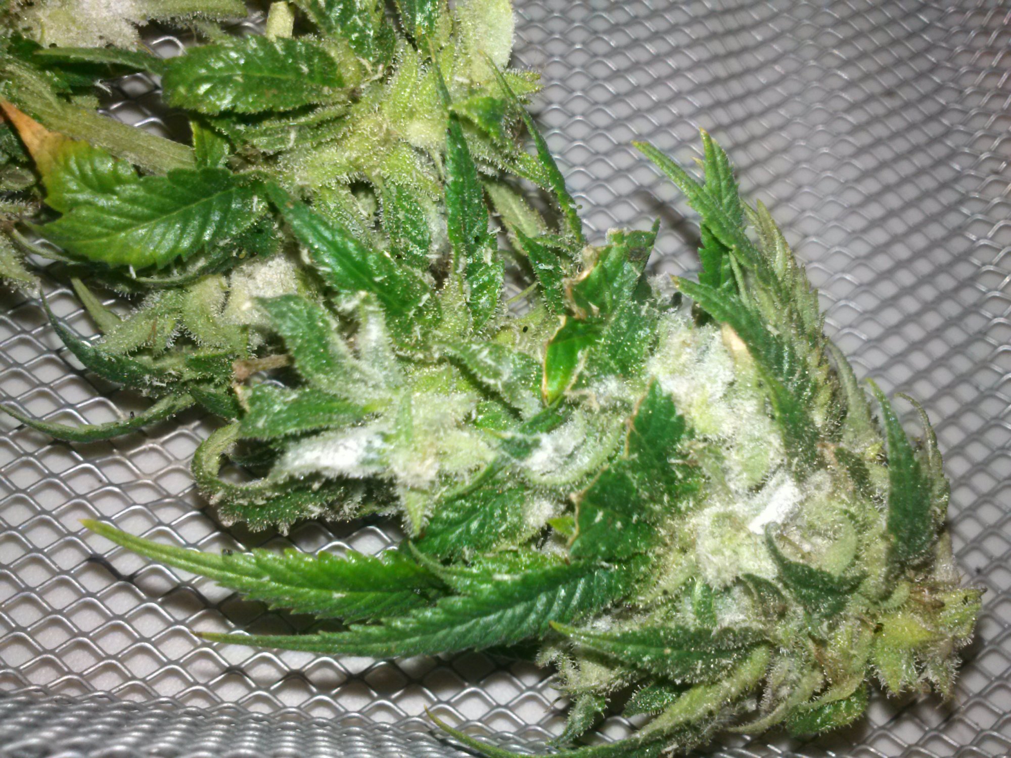 Oh no botrytis damage control 12
