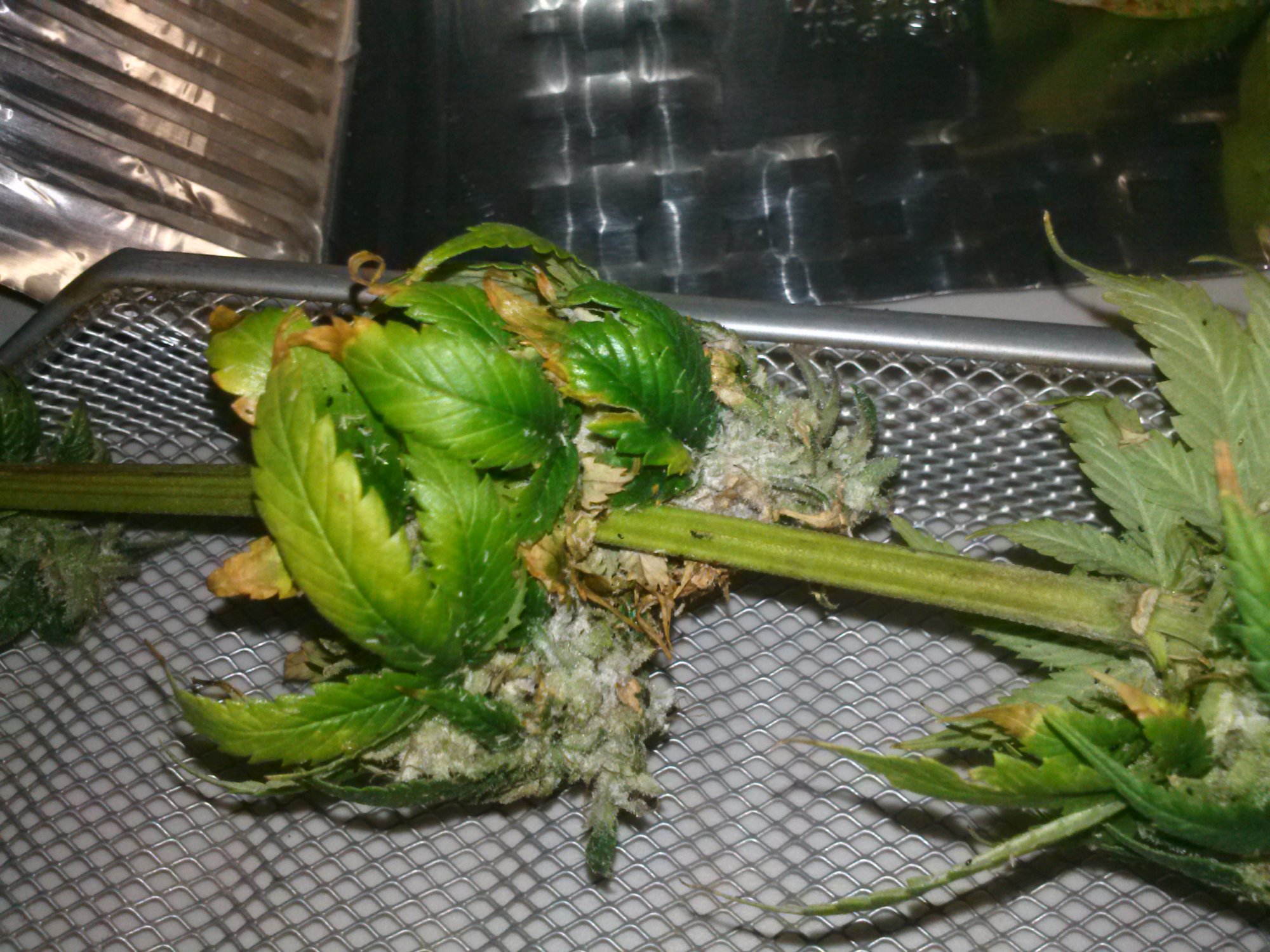 Oh no botrytis damage control 14