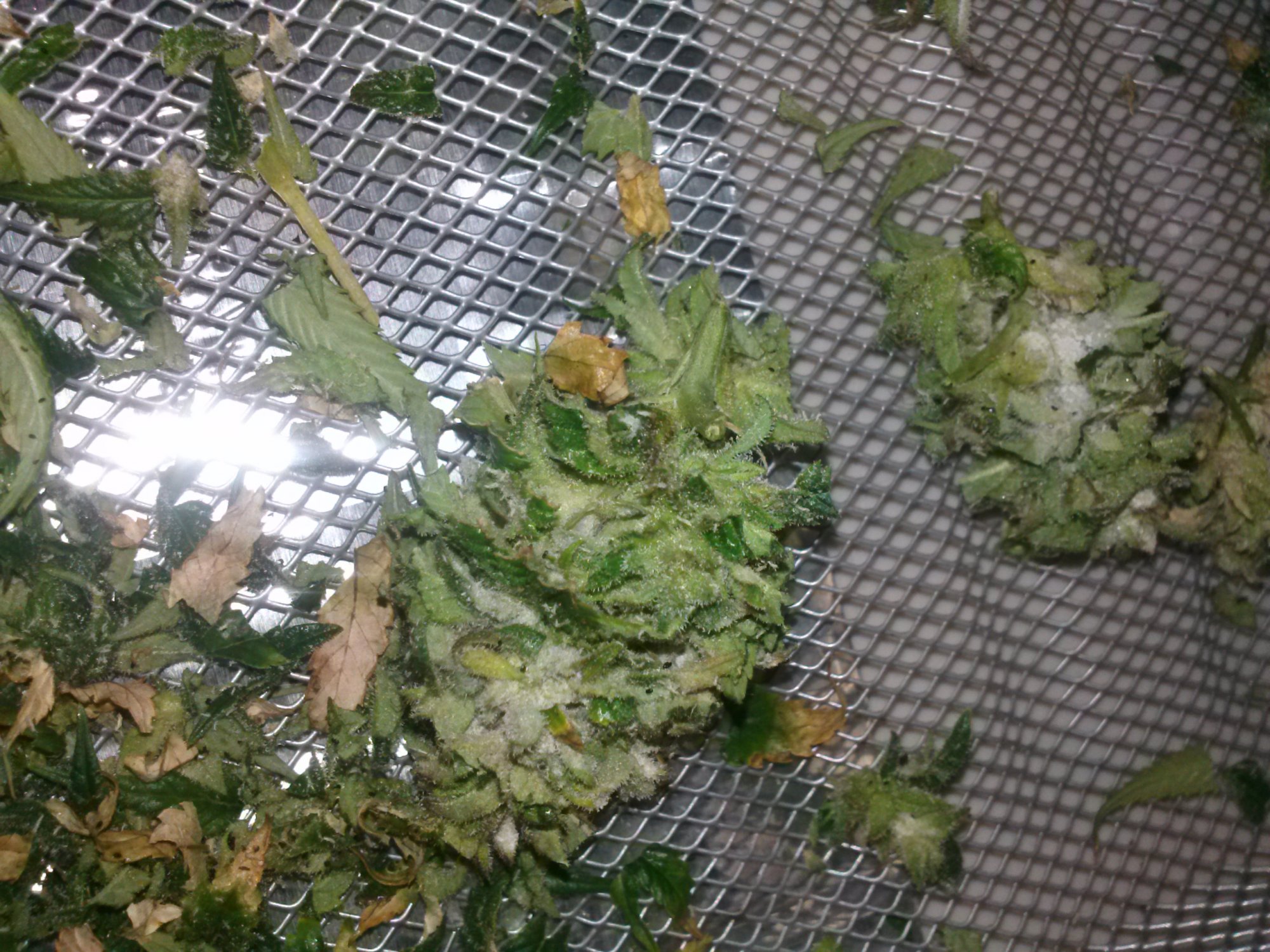 Oh no botrytis damage control 15