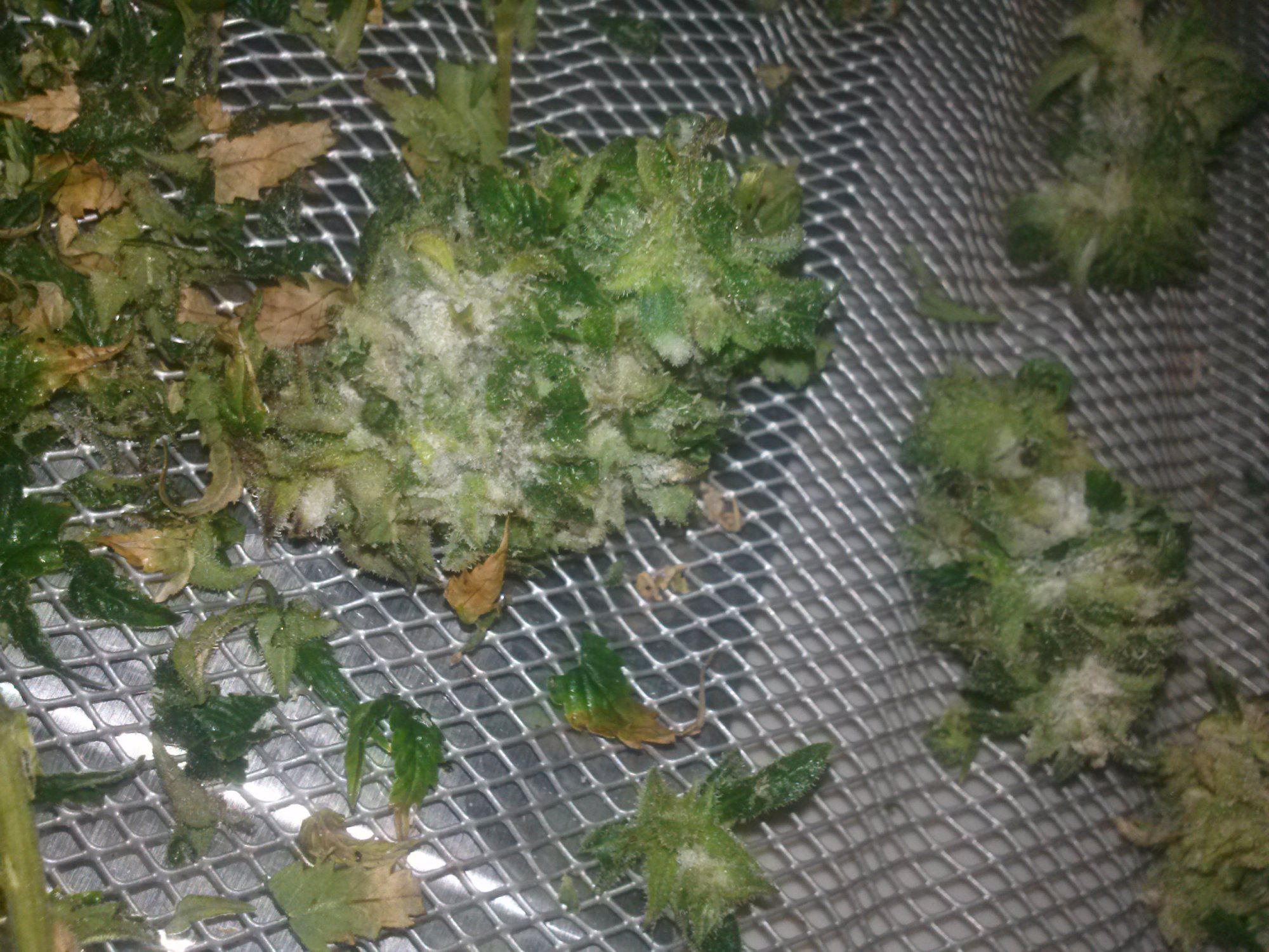 Oh no botrytis damage control 16