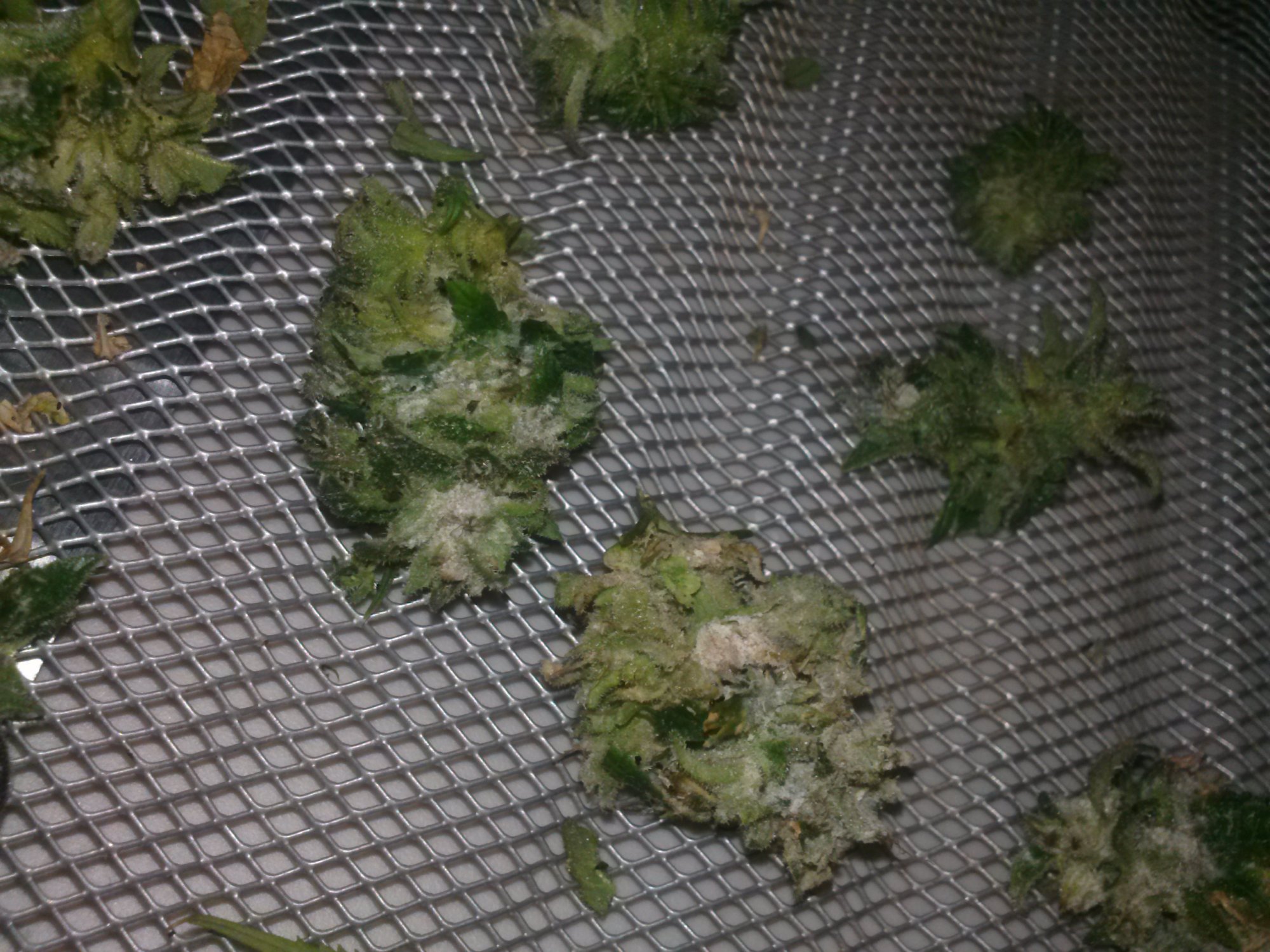 Oh no botrytis damage control 17