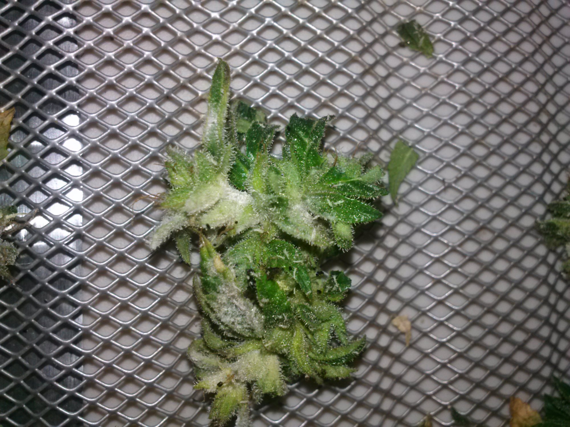 Oh no botrytis damage control 18