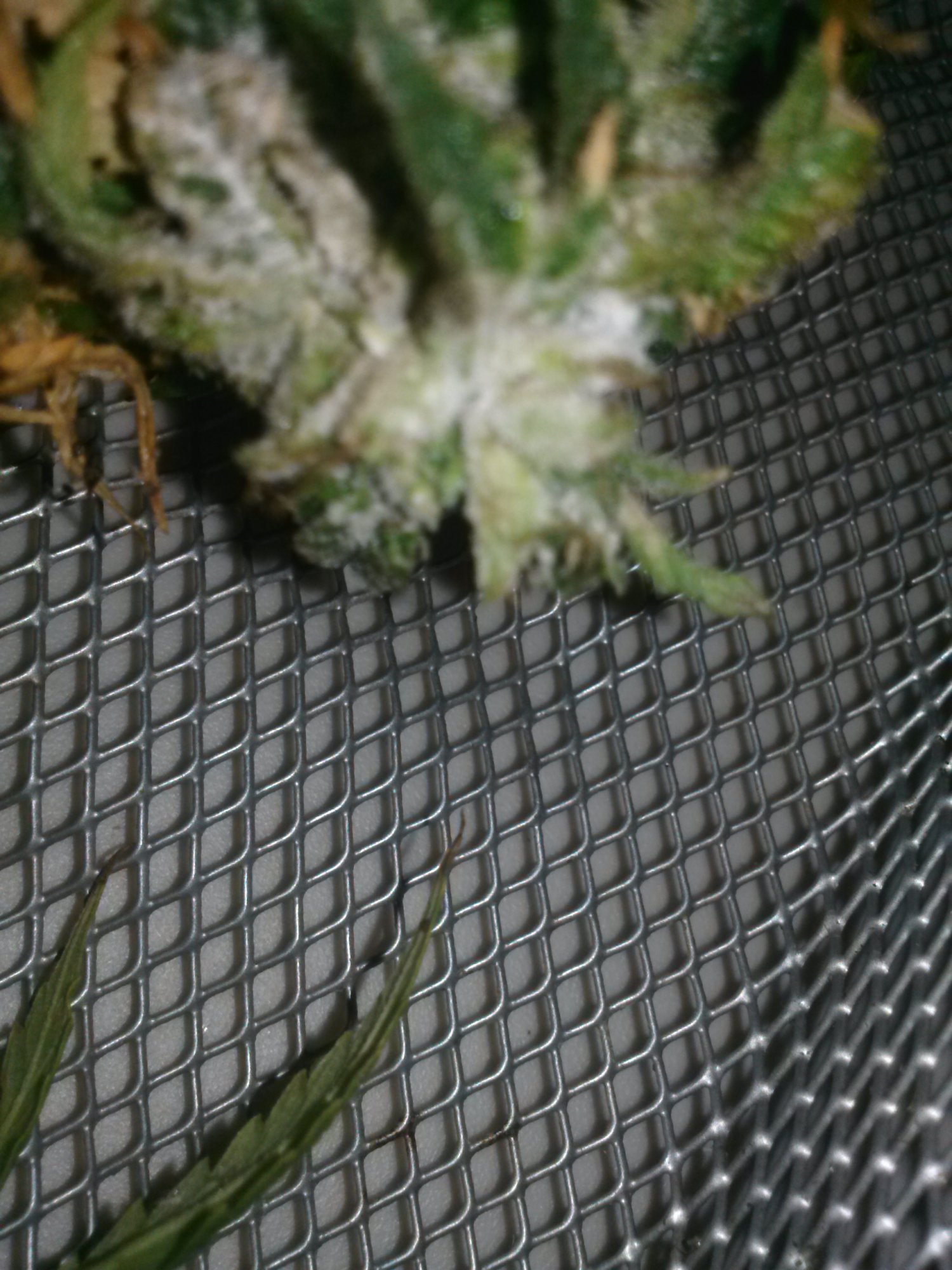 Oh no botrytis damage control 3