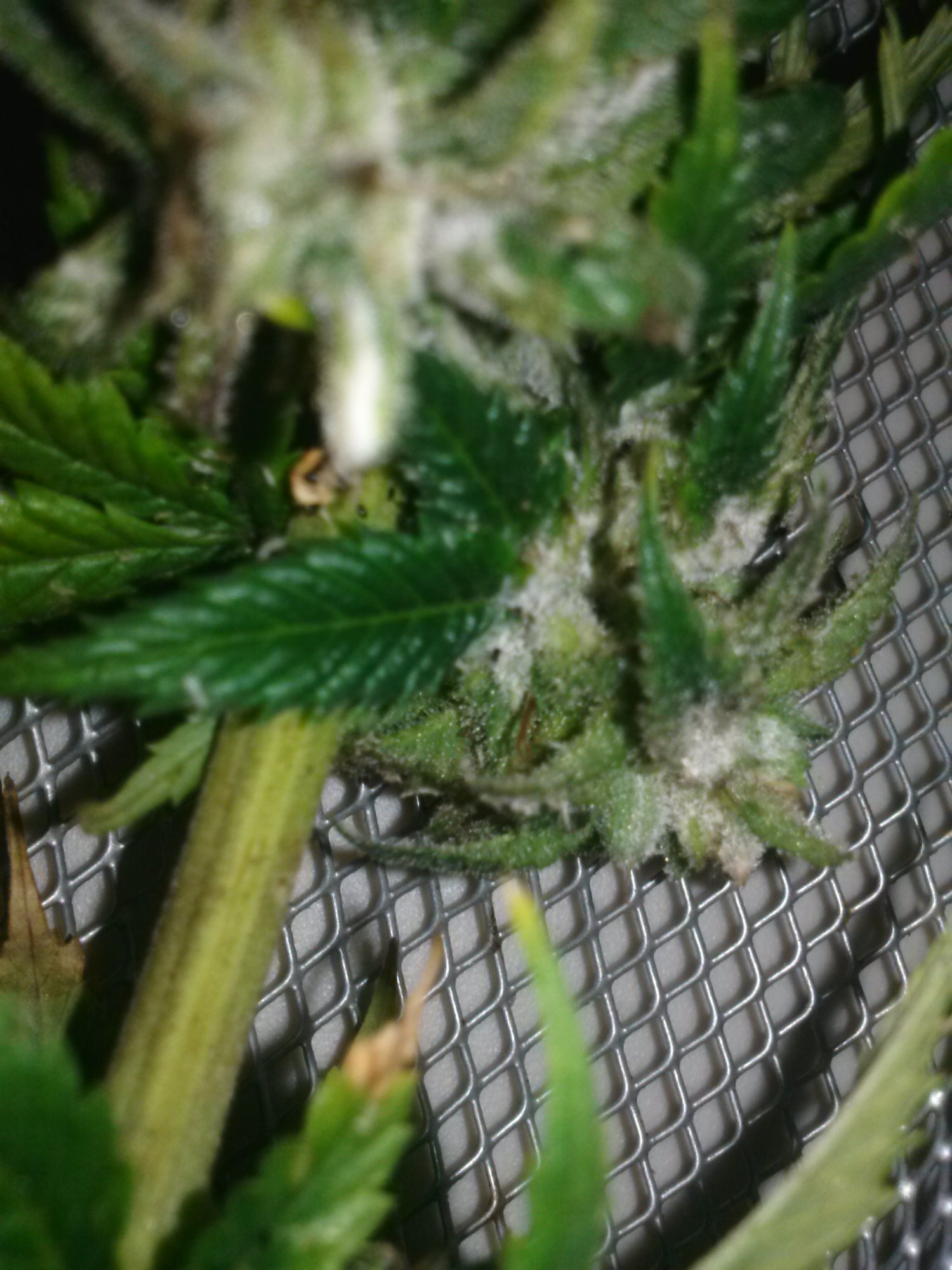 Oh no botrytis damage control 4