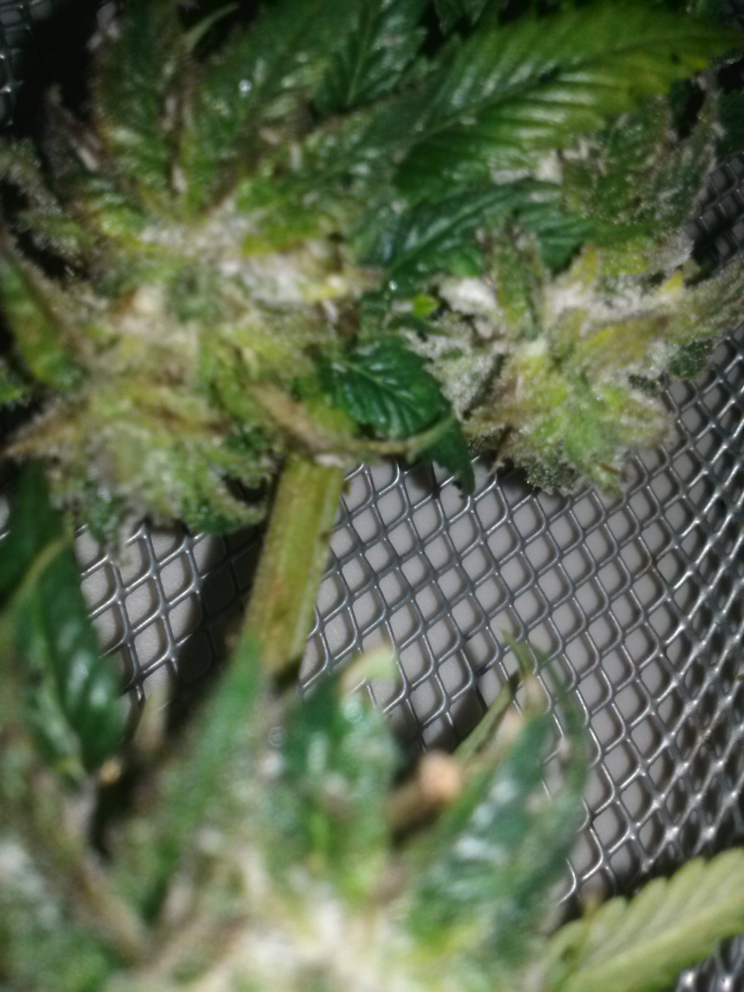 Oh no botrytis damage control 5