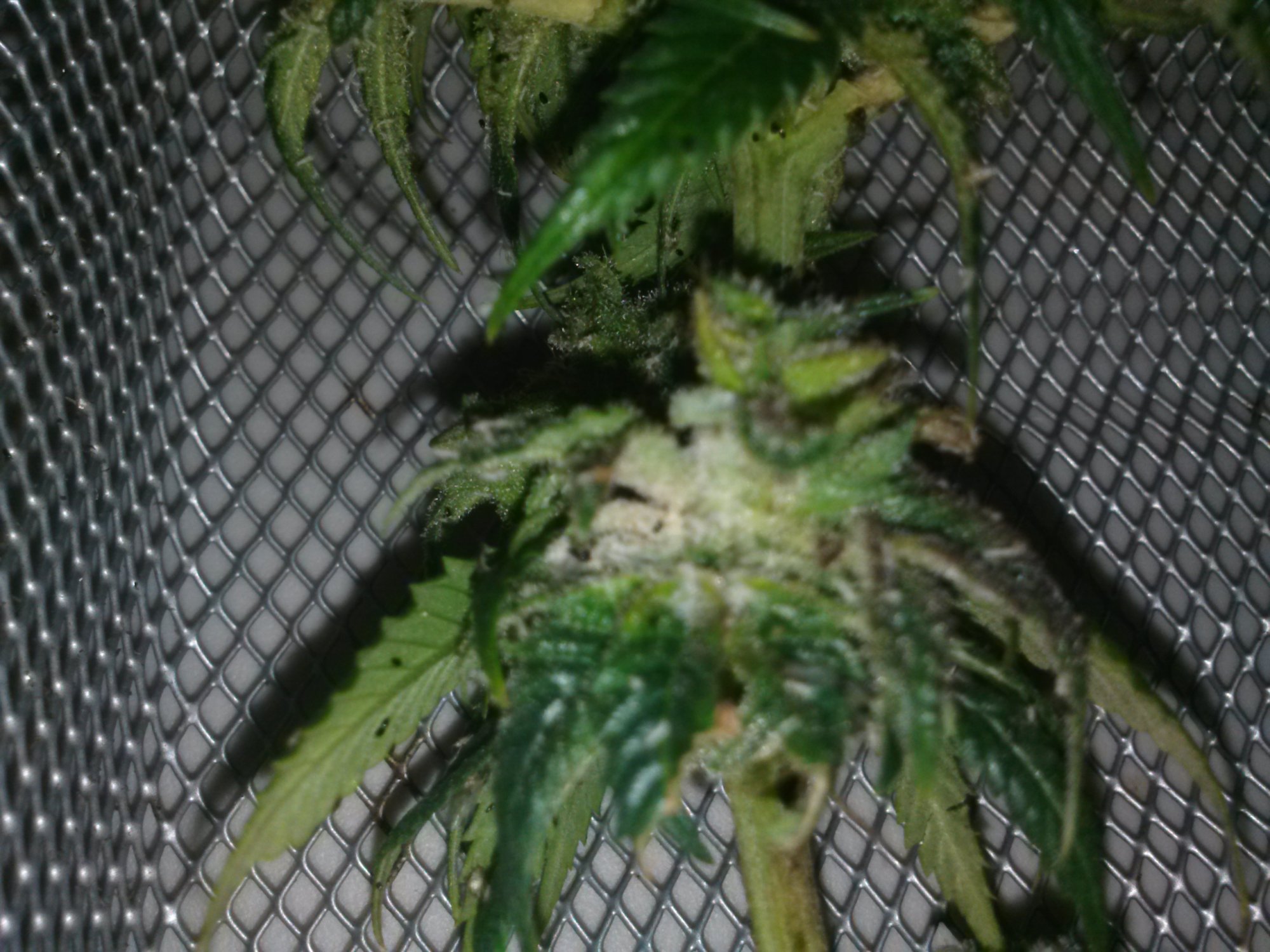 Oh no botrytis damage control 6