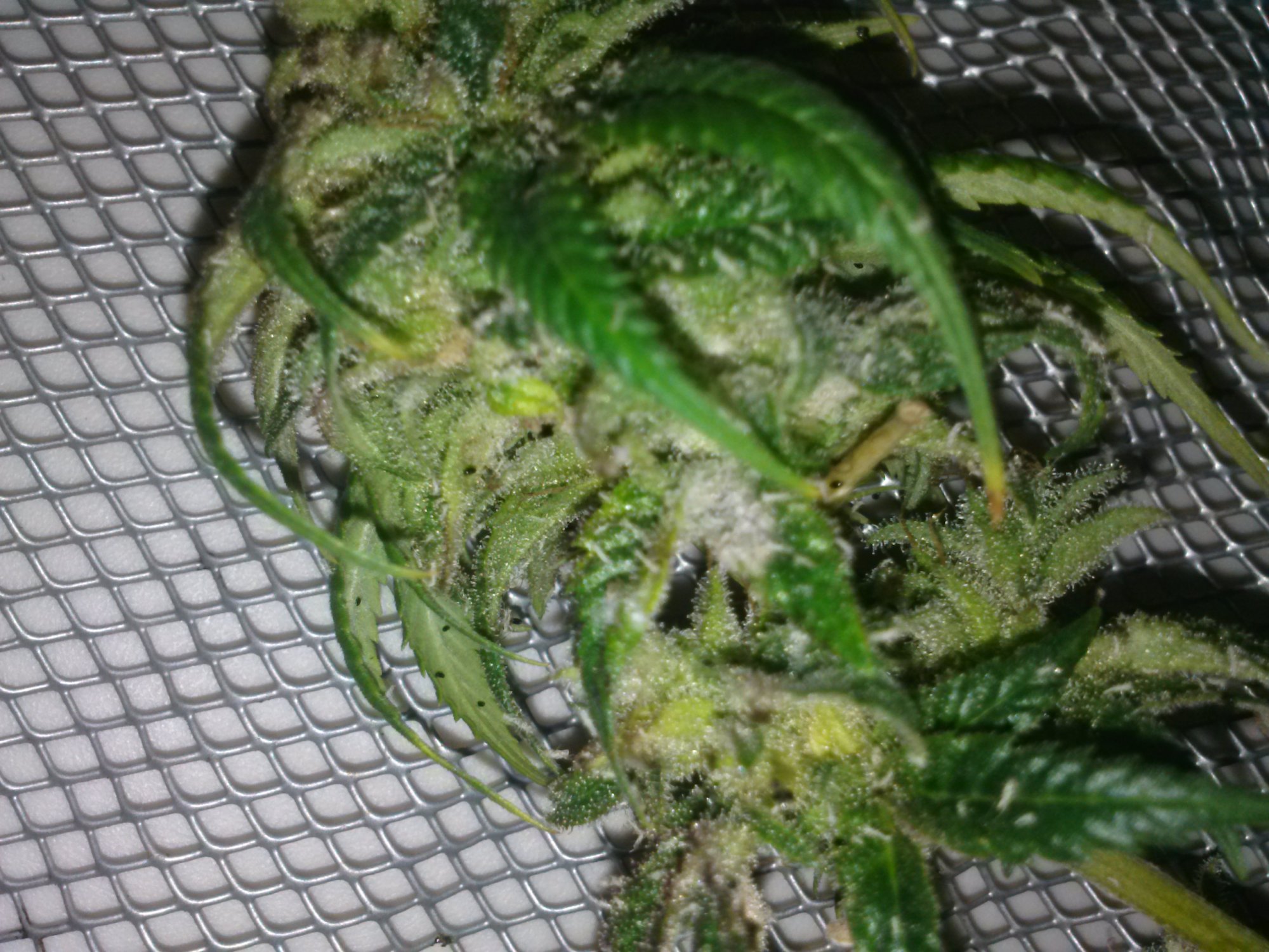 Oh no botrytis damage control 7