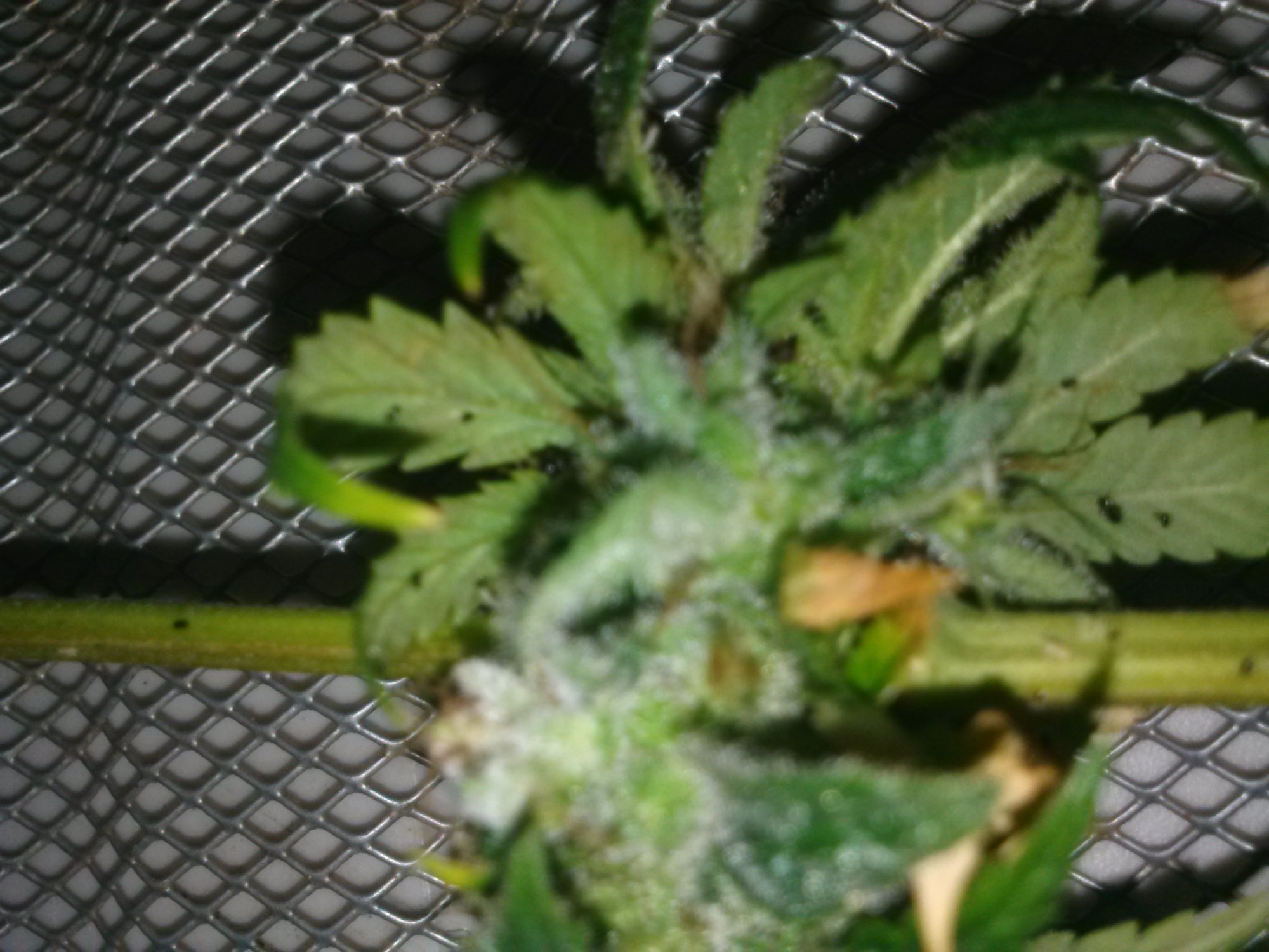 Oh no botrytis damage control 8