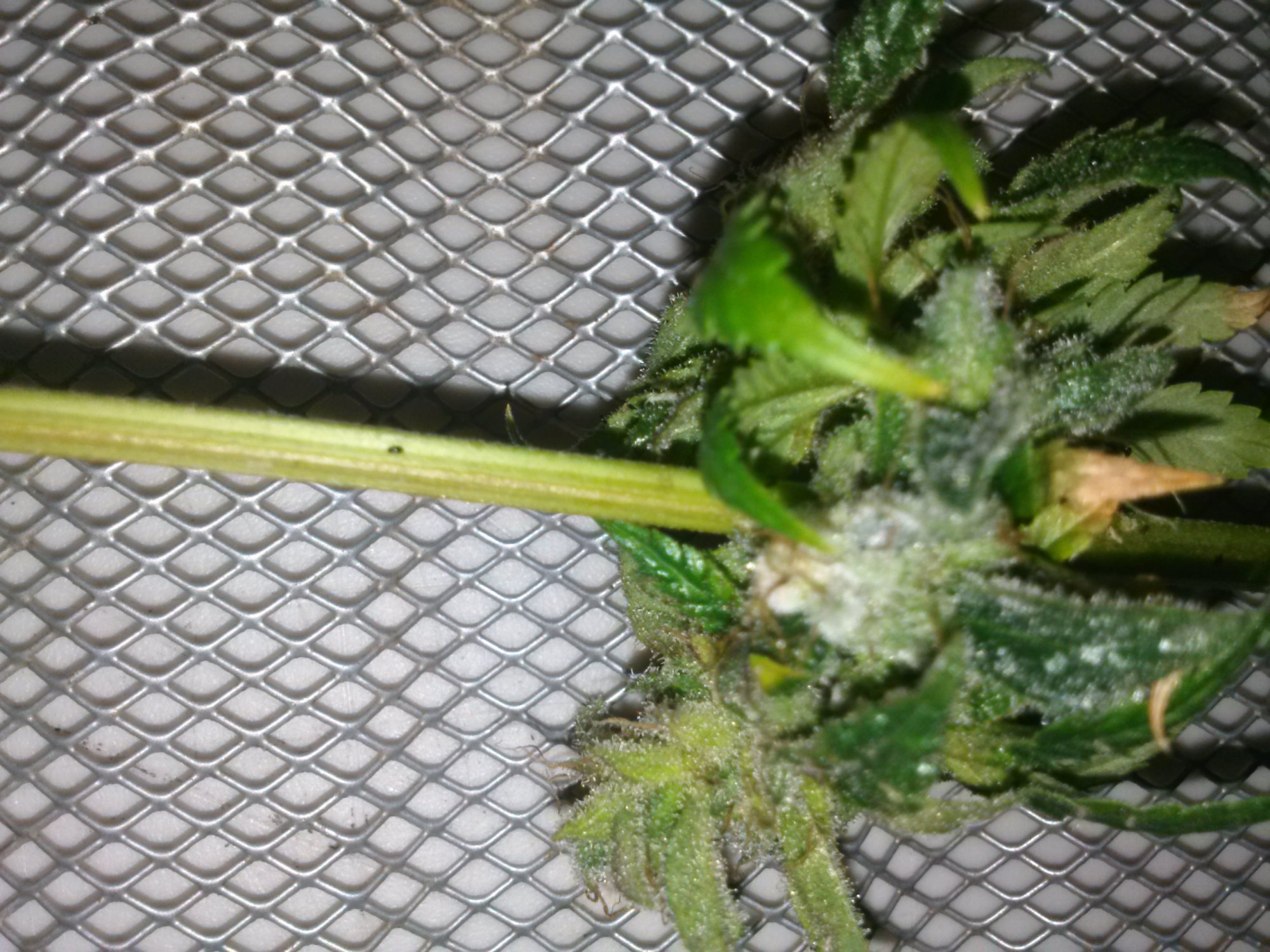 Oh no botrytis damage control 9