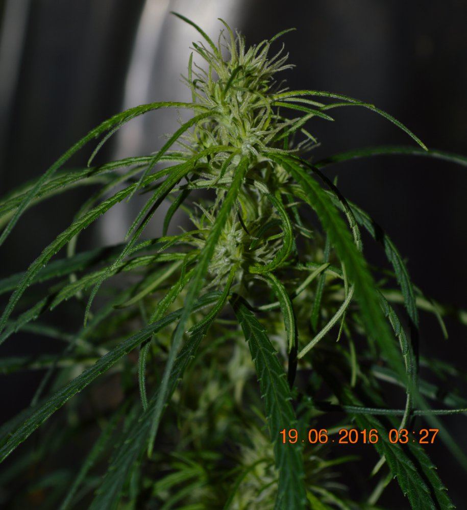Ohazeflower2