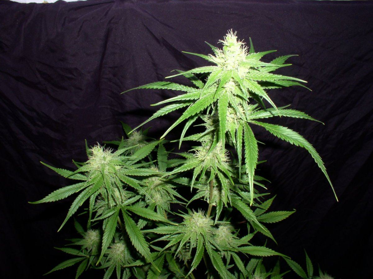 OJHazeWk5 2
