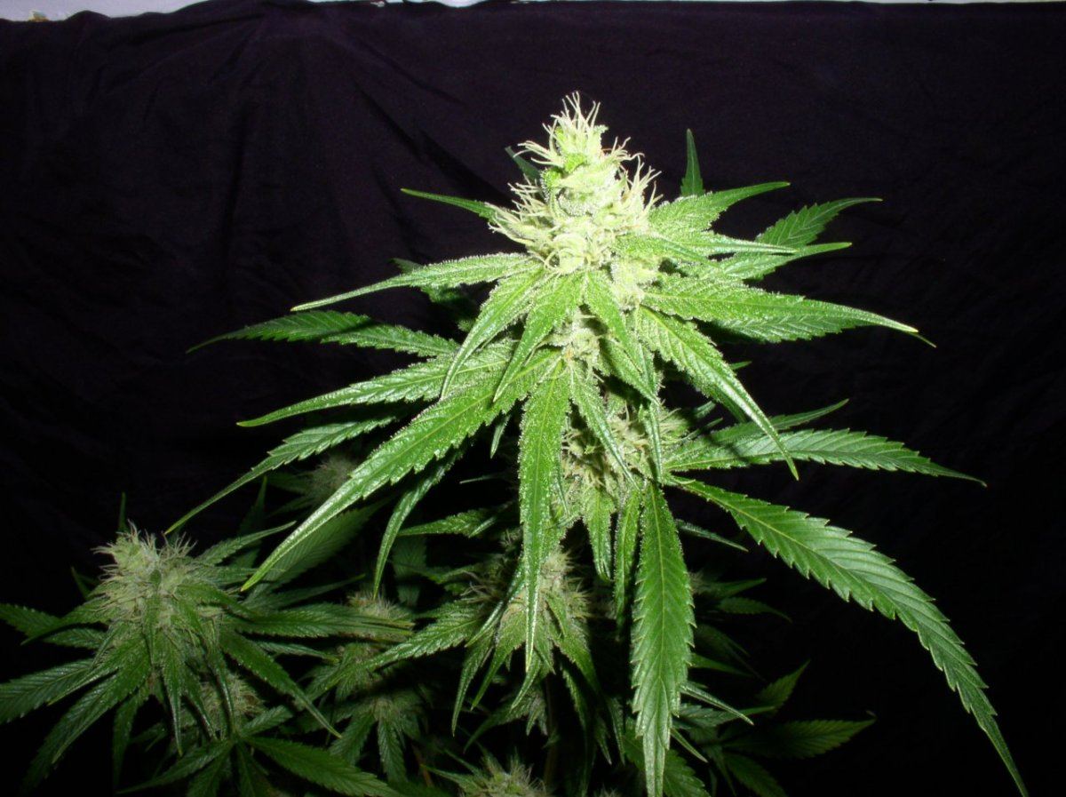 OJHazeWk5 3