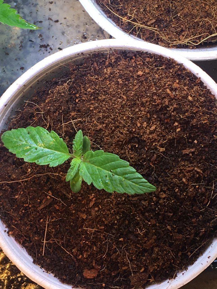 Ok heres my grow i just started 3