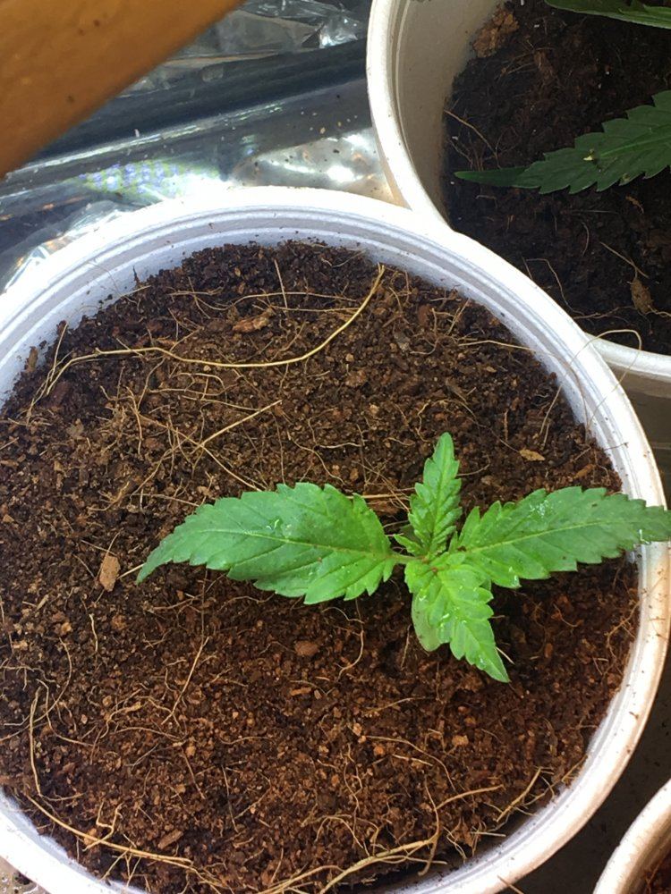 Ok heres my grow i just started