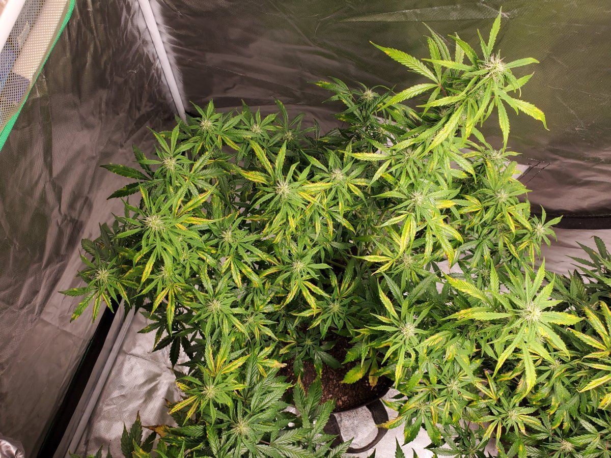Ok so im on my 4th ish grow and idk whats going wrong 6
