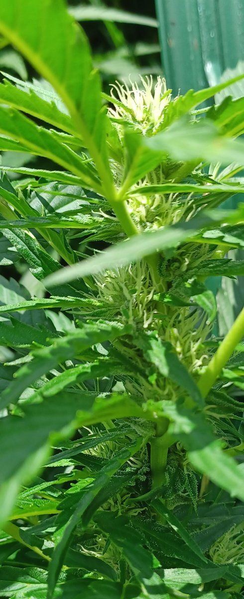 Okanagan Grape bud