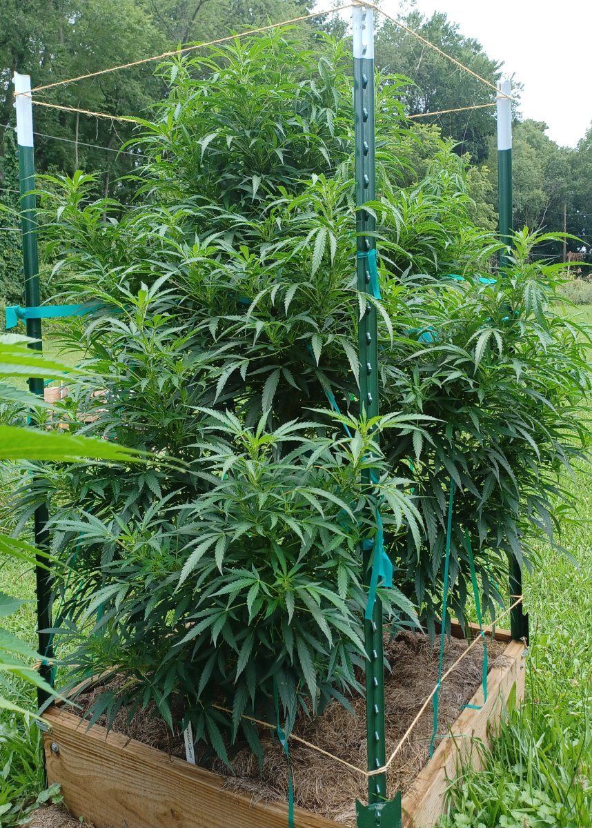 Okanagan Grape