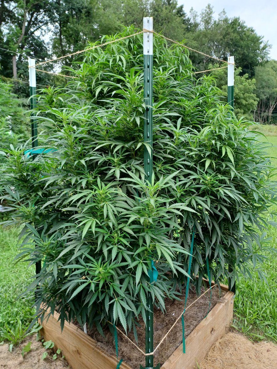 Okanagan Grape