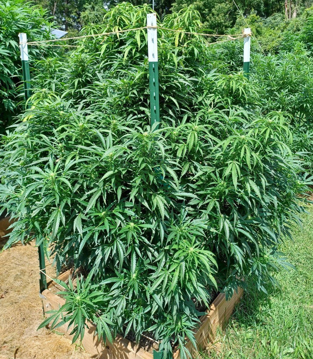 Okanagan Grape