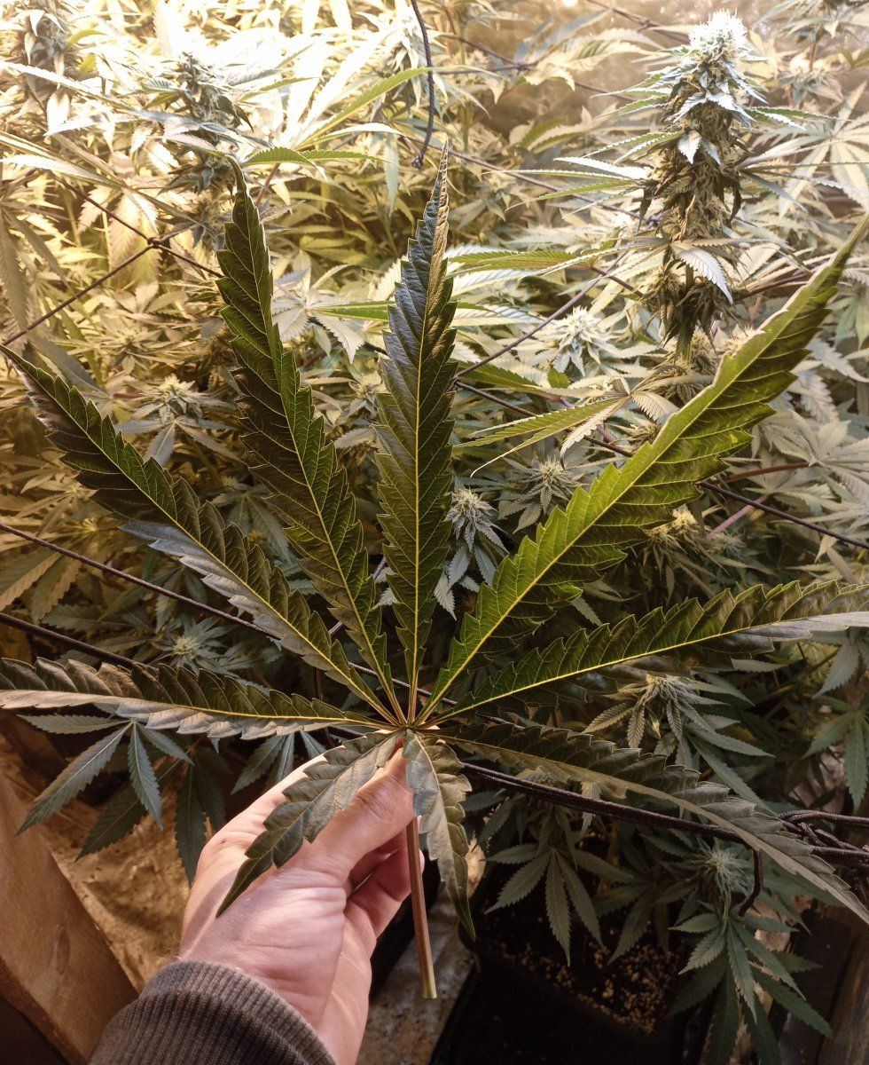 Okiecmanleaf