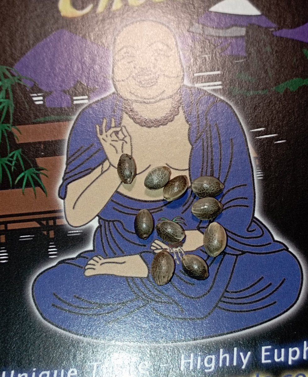 Olbcseeds