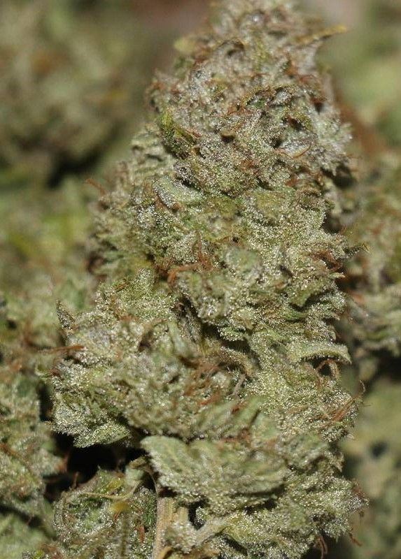 Old cheese