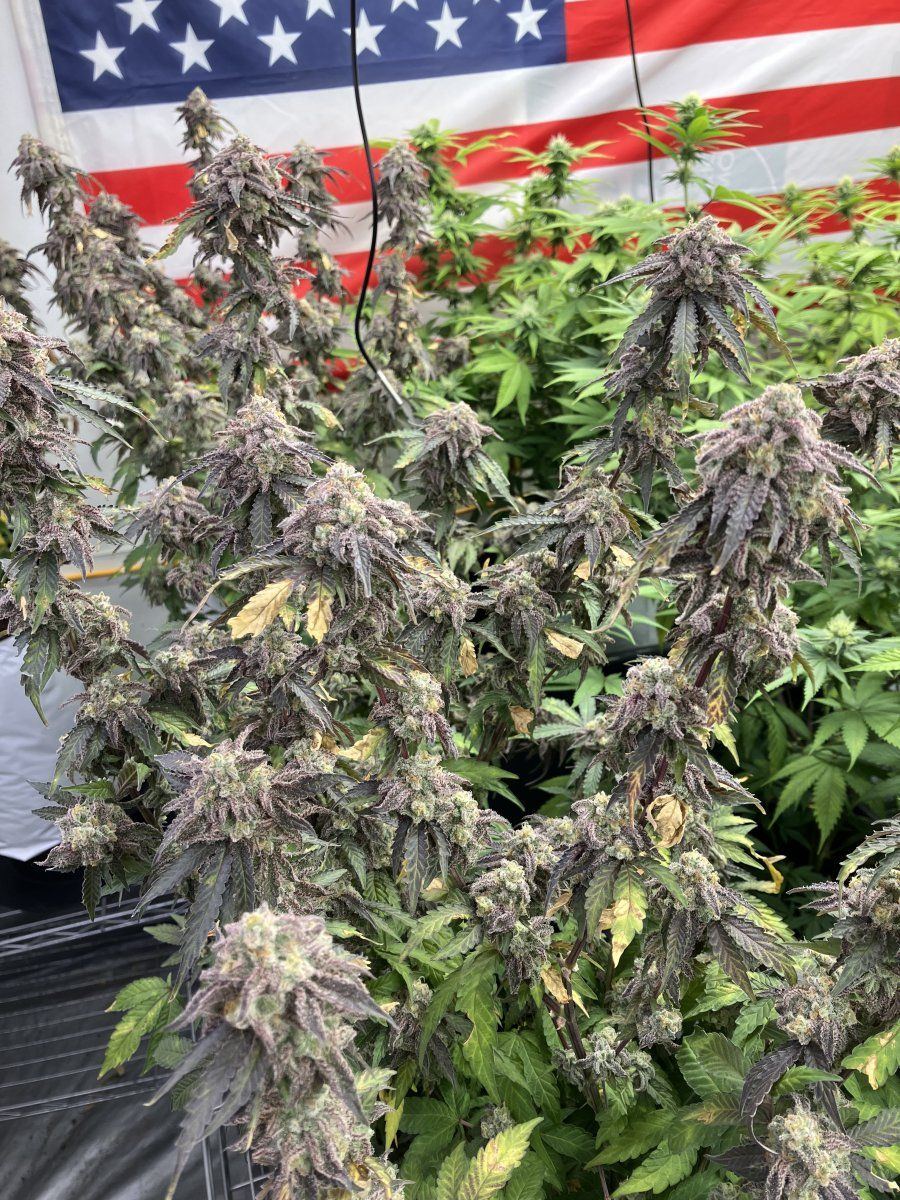 Old grower 3