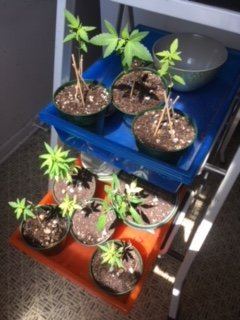 Old grower young poster 2
