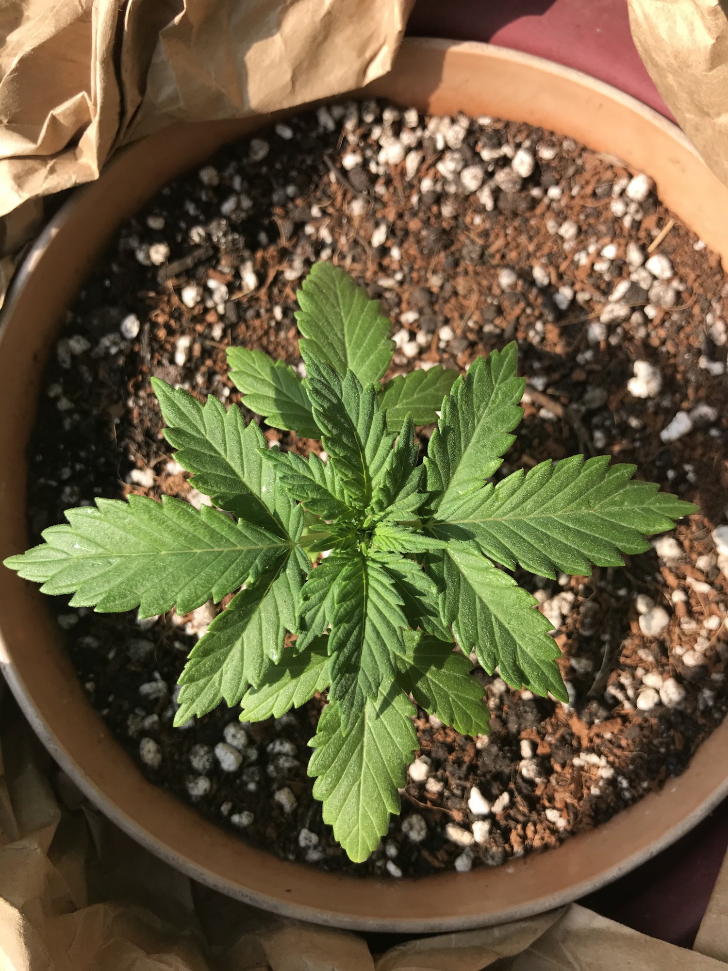 Old leaves are lighter green than new growth after pot transfer first grow 25 says 3