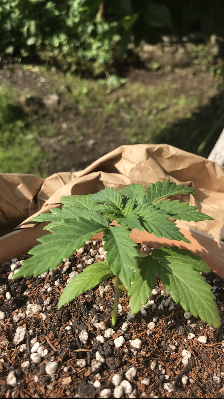 Old leaves are lighter green than new growth after pot transfer first grow 25 says 5