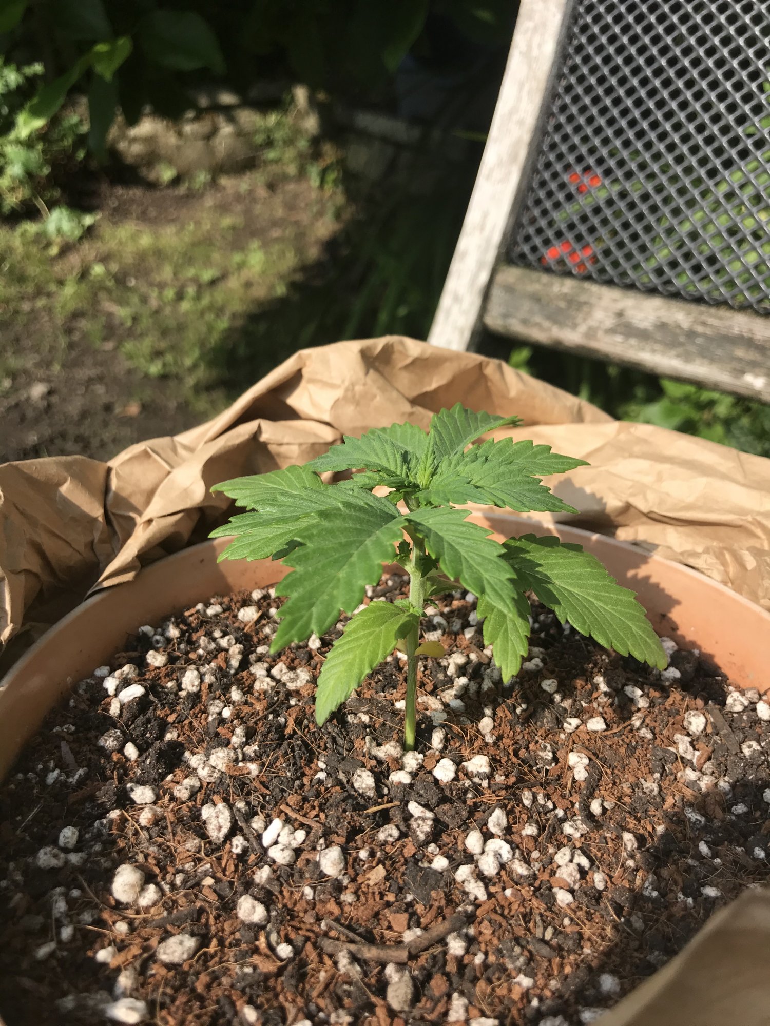 Old leaves are lighter green than new growth after pot transfer first grow 25 says