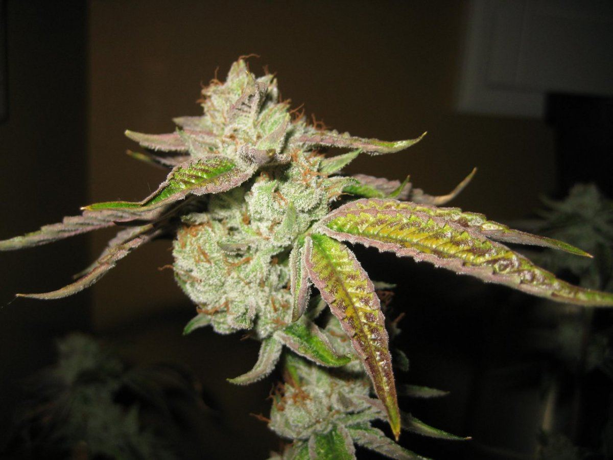 Old school heirloom og kush 4