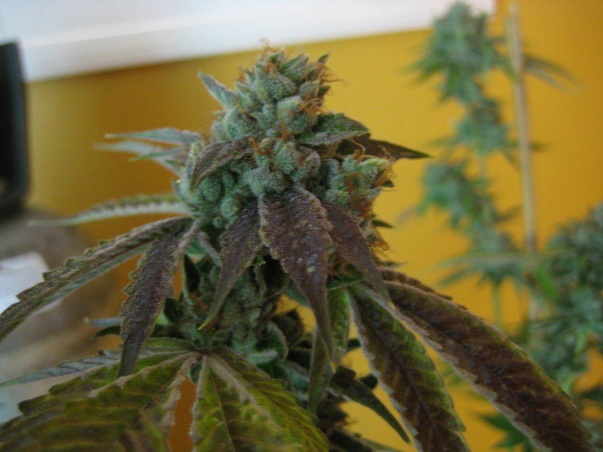 Old school heirloom og kush 5