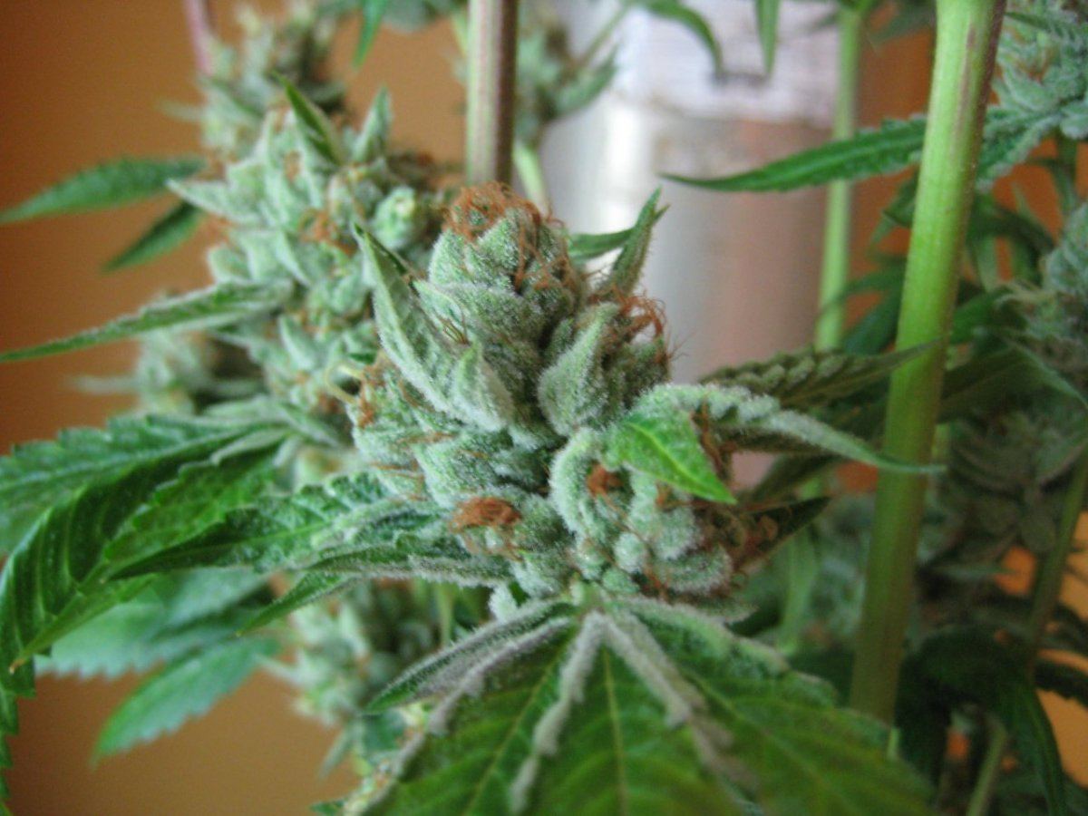 Old school heirloom og kush 6