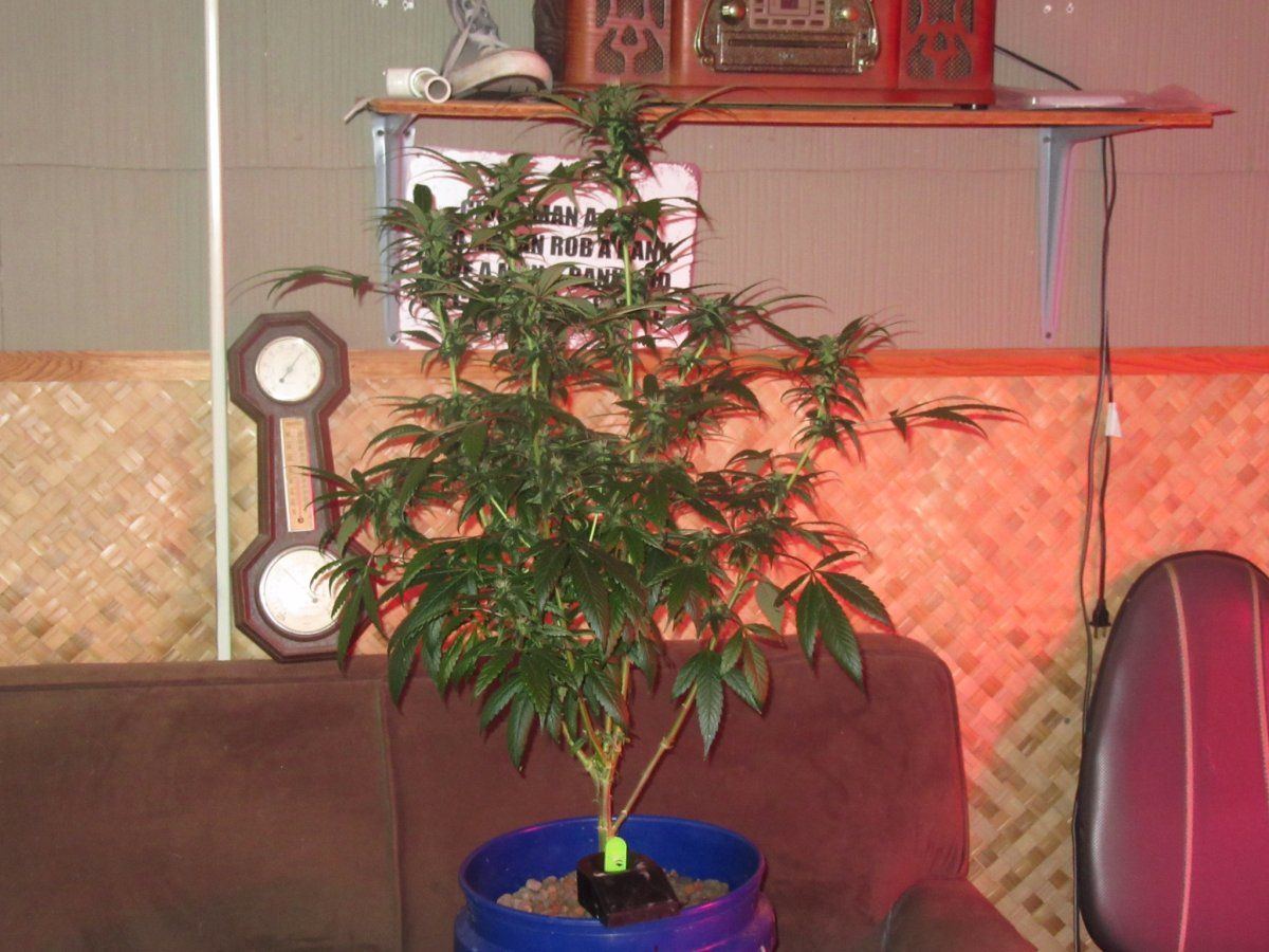 Old school skunk and mazar 3